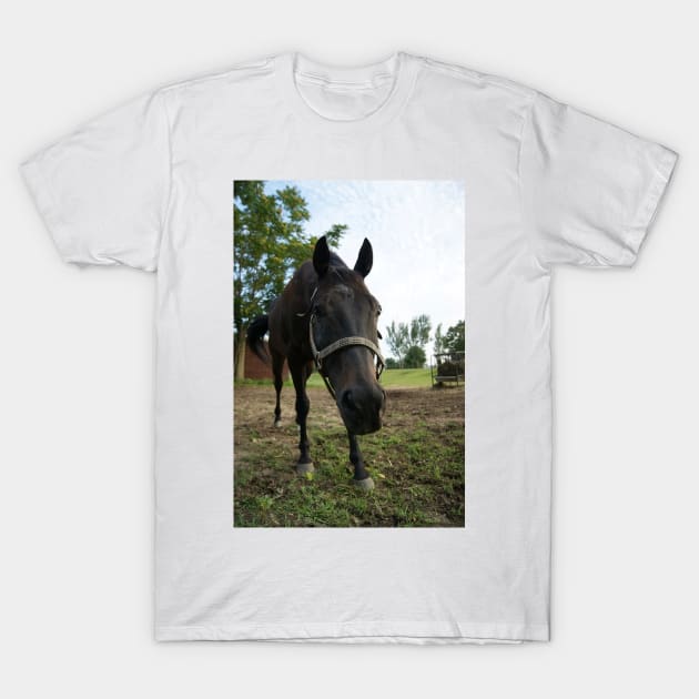 stallion T-Shirt by KensLensDesigns